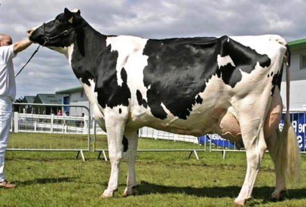 молочные породы коров в россии