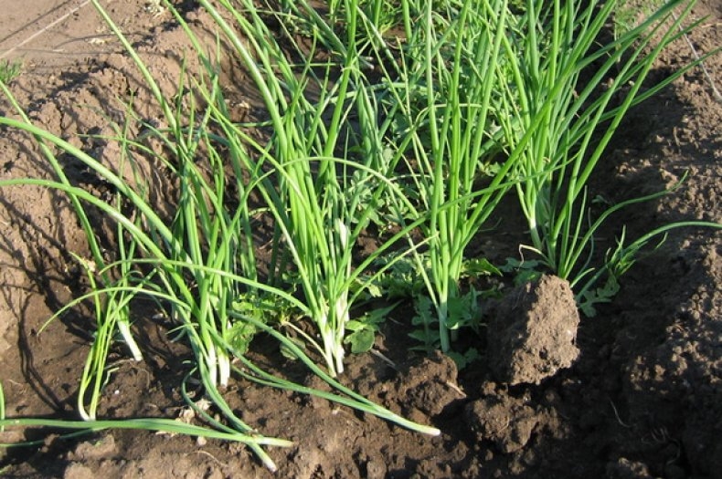 посадка лука под зиму на зелень