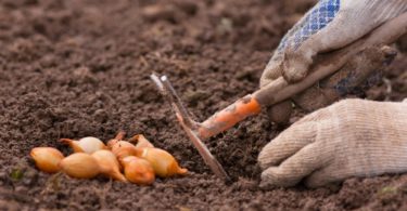 посадка лука осенью