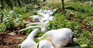 лук рокамболь