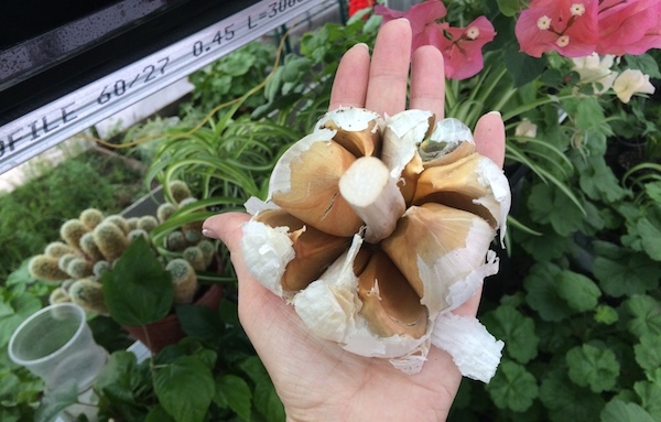 луковица чеснока