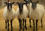 Романовские породы овец