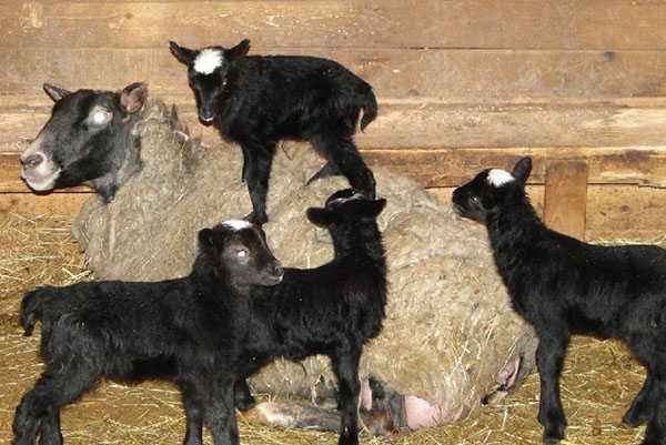 романовская порода овец характеристика