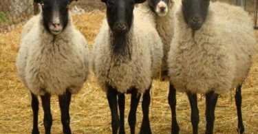 Романовские породы овец