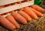 хранение моркови на зиму