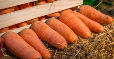 хранение моркови на зиму