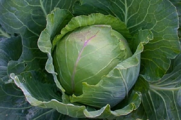 засолочные сорта капусты белокочанной