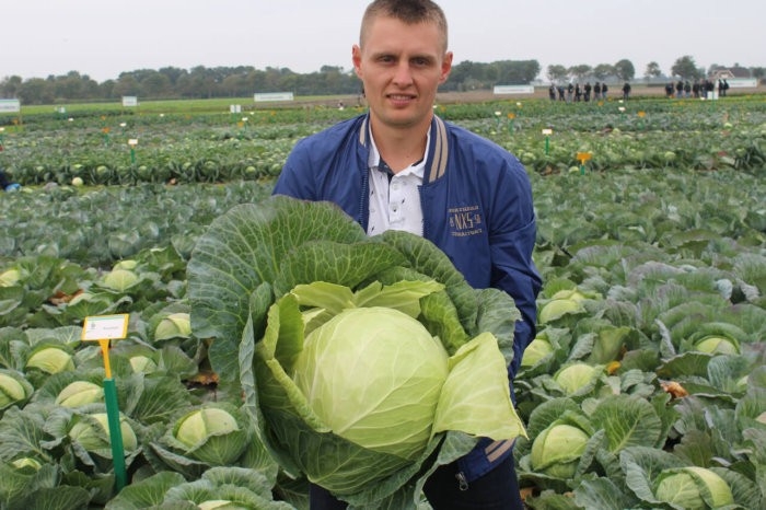 засолочные сорта капусты белокочанной