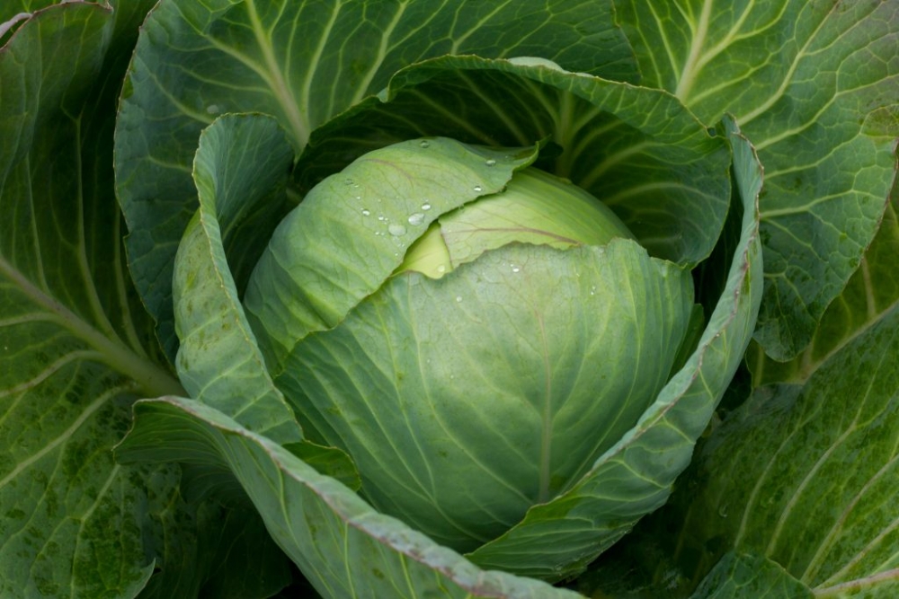 капуста доброводская описание