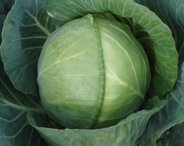 засолочные сорта капусты белокочанной