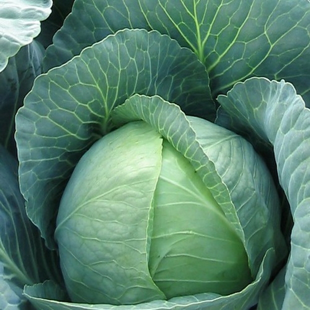 засолочные сорта капусты белокочанной