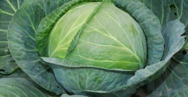 капуста для засолки