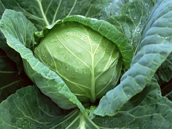 засолочные сорта капусты белокочанной