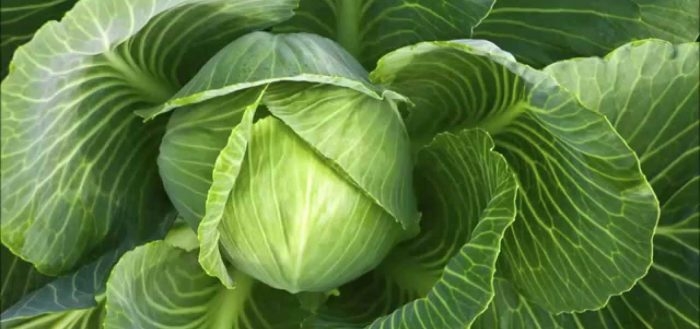 засолочные сорта капусты белокочанной