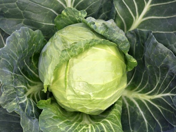 капуста доброводская описание