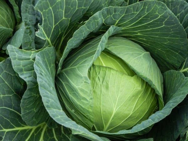 капуста доброводская описание