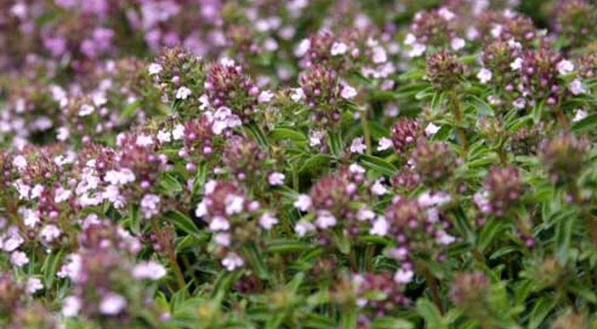 тимьян лимонный посадка и уход