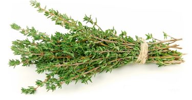 тимьян ползучий посадка