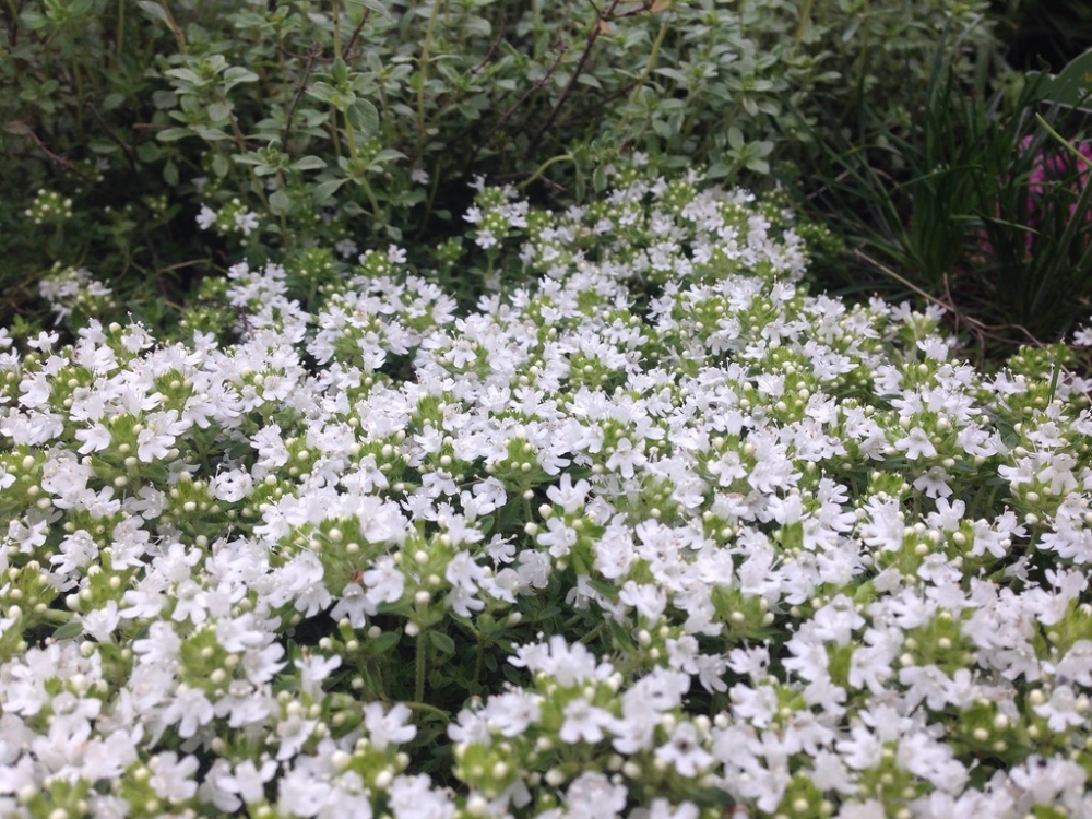 тимьян ползучий посадка и уход фото