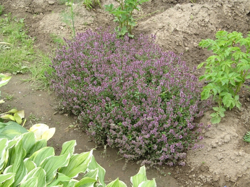 тимьян ползучий посадка и уход фото