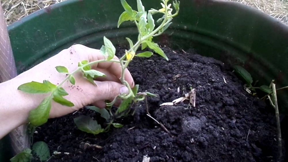 томатное дерево выращивание в открытом грунте