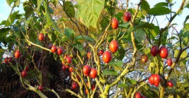 выращивание томатного дерева