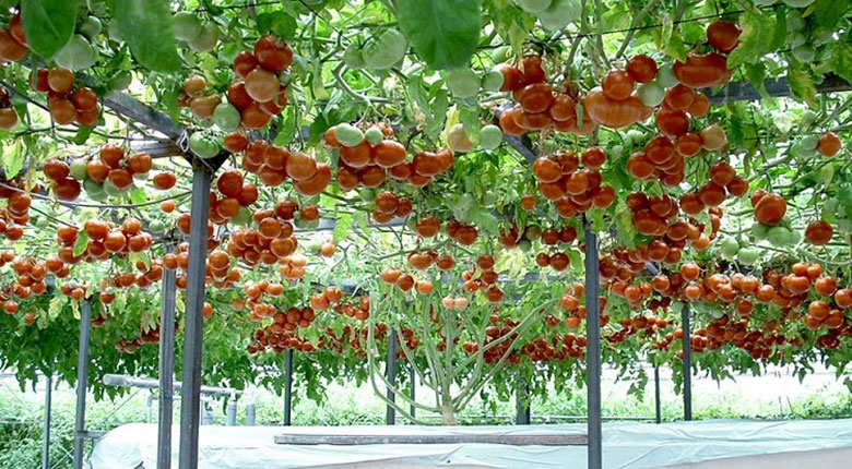 томатное дерево выращивание в открытом грунте