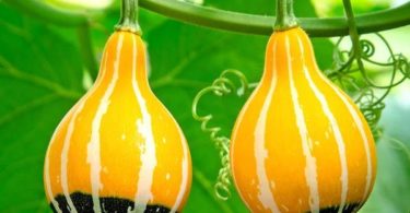 Тыква с экстерьером