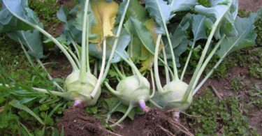 виды капусты Кольраби