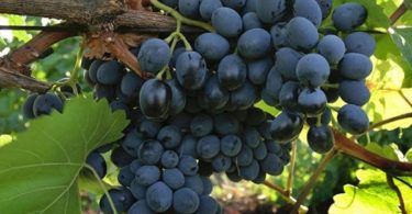 сорт винограда Молдова