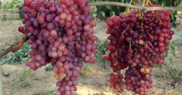 винограда сорта Велес