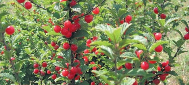 войлочная вишня выращивание и уход