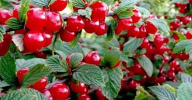 уход за войлочной вишней