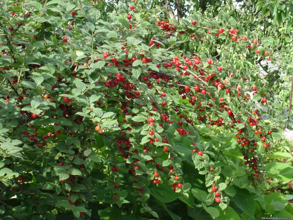 китайская вишня фото