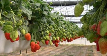 выращивание клубники по голландской технологии