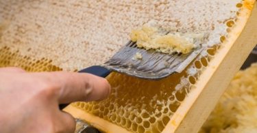 Лечебные свойства забруса