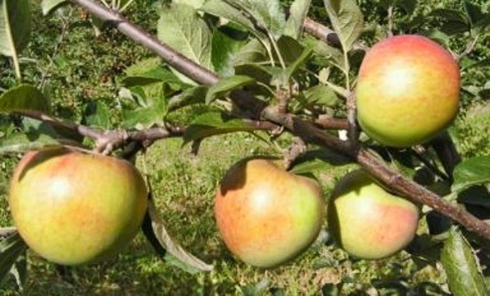 лучшие сорта зимних яблонь