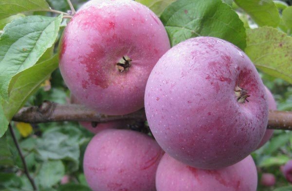 поздние сорта яблонь