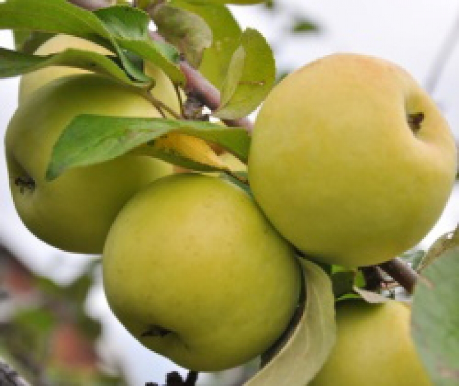 лучшие сорта зимних яблонь