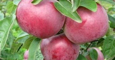 сорта зимних яблонь