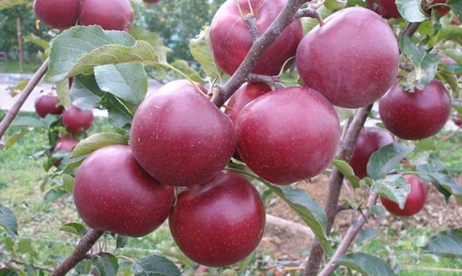 зимние сорта яблок хранящиеся до весны