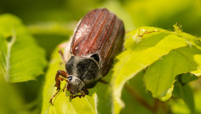 личинка хруща