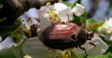 избавиться от личинок майского жука