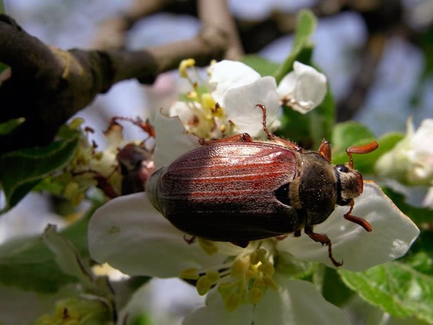 борьба с личинкой майского жука