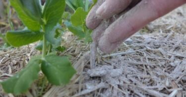 Известь применение в огороде