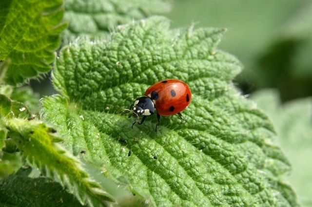 борьба с тлей народными средствами