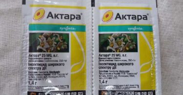 Борьба с тлей народными средствами