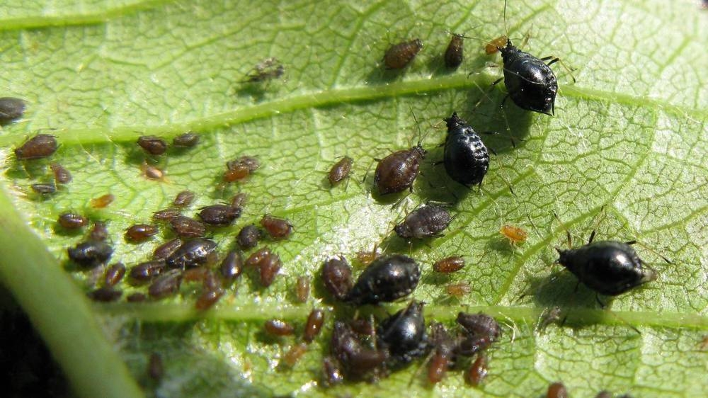 как избавиться от тли