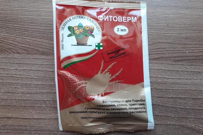 как выглядит тля