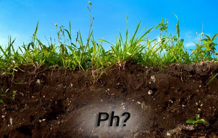 проверить кислотность почвы в домашних условиях